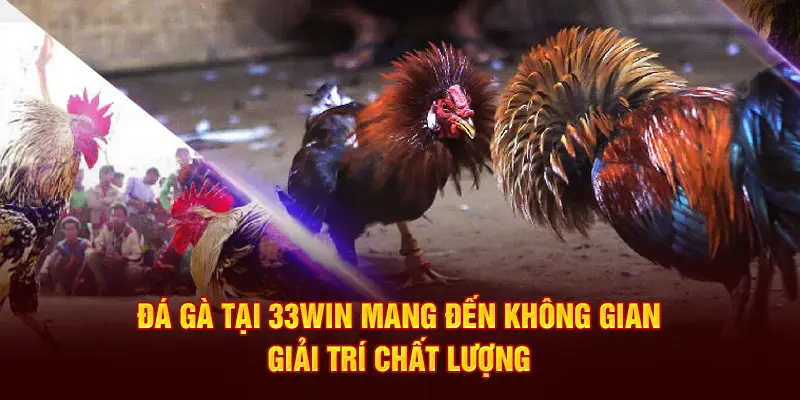 Đá gà tại 33win mang đến không gian giải trí chất lượng