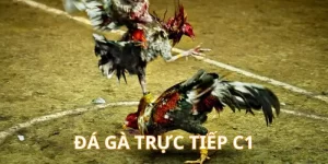 Đá Gà Trực Tiếp C1 - Sân Chơi Của Những Siêu Kê Tranh Đấu