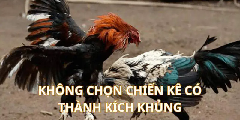 Không nên ưu tiên chọn chiến kê có thành tích kéo dài nhiều trận